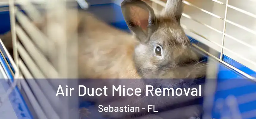 Air Duct Mice Removal Sebastian - FL