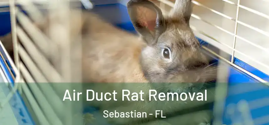 Air Duct Rat Removal Sebastian - FL