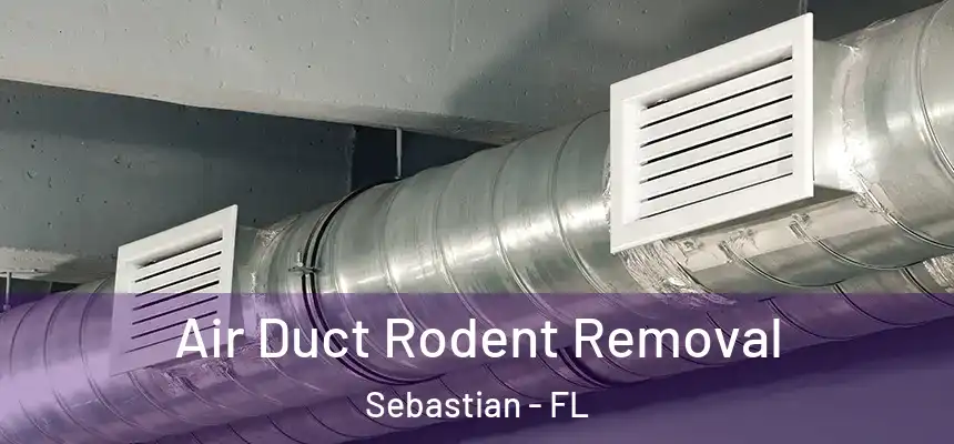 Air Duct Rodent Removal Sebastian - FL